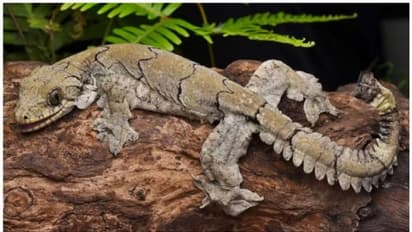 മിസോറാമില്‍ നിന്നും പുതിയ ഇനം 'പറക്കുന്ന ഗെക്കോ'യെ കണ്ടെത്തി; ഗെക്കോ മിസോറമെൻസിസ് 