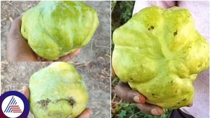 ಕೃಷಿ ತಜ್ಞರಿಗೇ ಸವಾಲೊಡ್ಡಿದ ಅಪರೂಪದ ಮಾವಿನ ಹಣ್ಣು: ತೋಟದ ಎಲ್ಲ ಮಾವು ಹೀಗಿದೆಯಂತೆ!