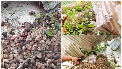 വീടിന്റെ ടെറസിൽ അടക്ക പൊളിക്കുന്നതിനിടെ അപ്രതീക്ഷിത അപകടം, മരം കടപുഴകി വീണു; കണ്ണൂർ സ്വദേശിനി ആശുപത്രിയിൽ