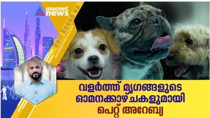 അരുമ മൃഗങ്ങളുടെ ഓമനക്കാഴ്ചകളൊരുക്കി പെറ്റ് അറേബ്യ എക്സിബിഷന്