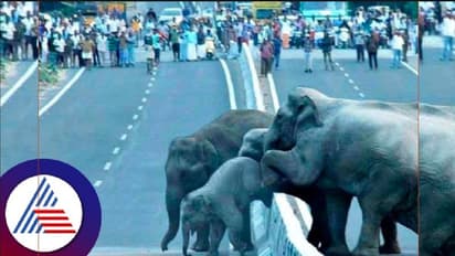 ఏనుగులతో సెల్ఫీ కోసం వెళ్లి.. ప్రాణాలు అర చేతిలో పట్టుకుని.. వీడియో వైరల్‌