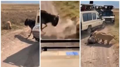 സന്ദര്‍ശകര്‍ നോക്കി നില്‍ക്കെ വൈല്‍ഡ്ബീസ്റ്റിനെ വേട്ടയാടുന്ന സിംഹിണികള്‍; വൈറല്‍ വീഡിയോ !