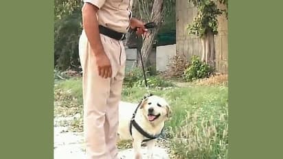 Watch: ಕ್ಯಾನ್ಸರ್‌ನಿಂದ ಚೇತರಿಸಿಕೊಂಡು ಸೇವೆಗೆ ವಾಪಸಾದ ಪಂಜಾಬ್‌ ಶ್ವಾನದಳದ ಲ್ಯಾಬ್ರಡಾರ್‌!