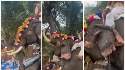 ചക്ക കണ്ടാല്‍പ്പിന്നെ ആനയ്ക്കെന്ത് ഉത്സവം? എഴുന്നെള്ളിക്കാന്‍ പോകുന്നതിനിടെ ചക്ക കണ്ട ആനയുടെ വീഡിയോ വൈറല്‍ ! 