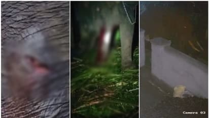 ചോര വാര്ന്ന് വേദന കൊണ്ട് പുളഞ്ഞ് അരീക്കോട് മഹാദേവൻ; കാട്ടാനക്കൂട്ടത്തിന്റെ ക്രൂരത, നാട്ടാനയ്ക്ക് പരിക്ക്