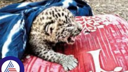 ತಾಯಿ ಮಮತೆಗೆ ಸಾಟಿಯುಂಟೇ..ಕಳೆದುಹೋದ ಮರಿಗಾಗಿ ಮರಳಿ ಗ್ರಾಮಕ್ಕೆ ಬಂದ ಚಿರತೆ