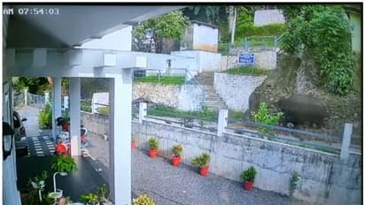 കണമല കാട്ടുപോത്ത് ആക്രമണം; കൊല്ലപ്പെട്ട ചാക്കോയുടെ സംസ്കാരം ഇന്ന്; പോത്തിനായി തെരച്ചിൽ തുടർന്ന് വനംവകുപ്പ്