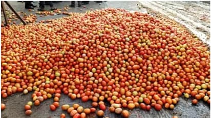 20 കിലോയ്ക്ക് വെറും 30 രൂപ വില; എങ്ങനെ സഹിക്കുമീ കനത്ത നഷ്ടം, കൊട്ടക്കണക്കിന് തക്കാളി റോഡിൽ ഉപേക്ഷിച്ച് കർഷകർ