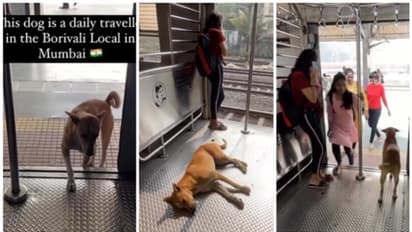 എല്ലാ ദിവസവും ഒരേ ലോക്കല്‍ ട്രയിനില്‍ യാത്ര ചെയ്യുന്ന നായ; വീഡിയോ വൈറല്‍ 