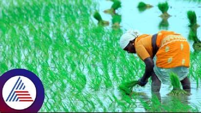 ಉತ್ತರ ಕನ್ನಡ: ಚುರುಕುಗೊಂಡ ಕೃಷಿ ಚಟುವಟಿಕೆ, ಬೀಜ, ರಸಗೊಬ್ಬರ ವಿತರಣೆಗೆ ಕೃಷಿ ಇಲಾಖೆ ತಯಾರಿ