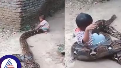 ನೋಡಿದ್ರೆ ಮೈ ಜುಂ ಅನ್ನುತ್ತೆ..ಬೃಹತ್ ಹೆಬ್ಬಾವಿನ ಜೊತೆ ಮಗುವಿನ ಜಾರುಬಂಡಿ ಆಟ!