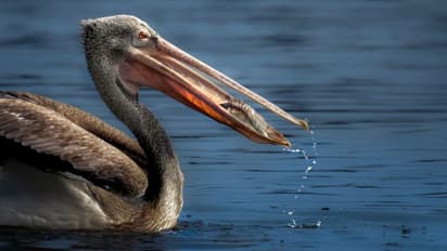 Changaram: Kerala's bird-watching paradise