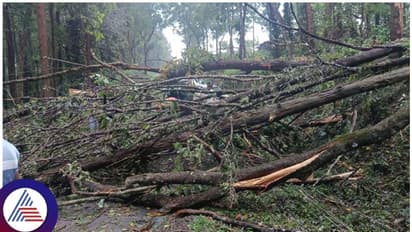 Karnataka Rain : ಬಿರುಗಾಳಿ ಸಹಿತ ಆಲಿಕಲ್ಲು ಮಳೆಗೆ ತತ್ತರಿಸಿ ಕರ್ನಾಟಕ ಜನತೆ: ಮೂವರು ಸಾವು