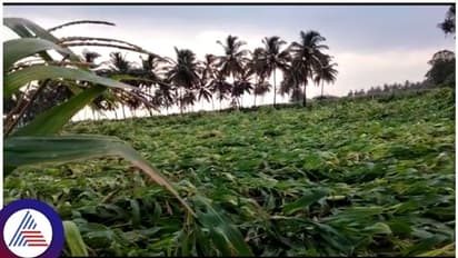 ఏపీలో ఒక్కసారిగా మారిన వాతావరణం.. పలు జిల్లాల్లో గాలివాన బీభత్సం