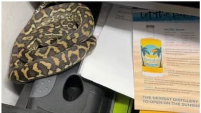 'ഹമ്പമ്പോ...' ; ബാര് മാനേജർ മേശയുടെ ഡ്രോയർ തുറന്നപ്പോൾ കണ്ടത് പെരുമ്പാമ്പിനെ ; വീഡിയോ കാണാം