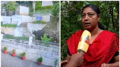 കണമല കാട്ടുപോത്ത് ആക്രമണം; വനംവകുപ്പ് ജനങ്ങളെ വിഡ്ഢികളാക്കുന്നെന്ന് എരുമേലി പഞ്ചായത്ത് പ്രസിഡന്റ്