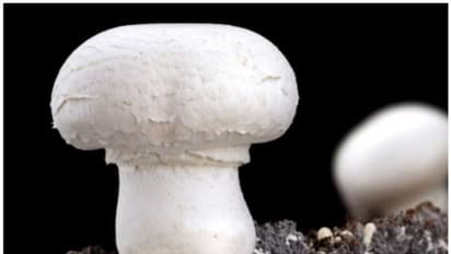 പ്ലാസ്റ്റിക്കില്‍ നിന്നും രക്ഷപ്പെടുമോ ഭൂമി? പ്ലാസ്റ്റിക് ഭക്ഷിക്കുന്ന ഫംഗസുകളെ കണ്ടെത്തിയെന്ന് ചൈനീസ് ഗവേഷകര്