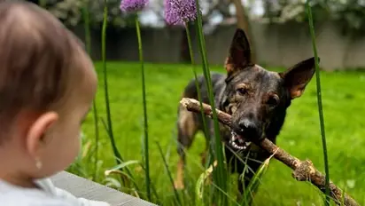 Malti Marie, Priyanka Chopra and Nick Jonas' baby girl just found a new paw-friend, see photos