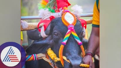 Kambala:  ಕಂಬಳಕ್ಕಿದ್ದ ಕಾನೂನು ತೊಡಕು ನಿವಾರಣೆ; ಕರಾವಳಿಗಳಲ್ಲಿ ಹರ್ಷ