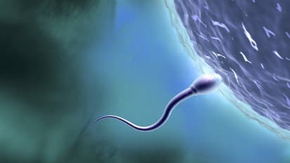 sperm