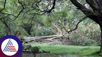 Bengaluru rains: ಗಾಳಿಗೆ ಕಬ್ಬನ್‌ ಪಾರ್ಕಲ್ಲಿ 25ಕ್ಕೂ ಹೆಚ್ಚು ಮರ ಧರೆಗೆ!