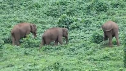 Chamarajanagar: ಕೃಷಿ ಜಮೀನಿಗೆ ಕಾಡಾನೆ ದಾಳಿ: ಕಂಗಾಲಾದ ರೈತರು