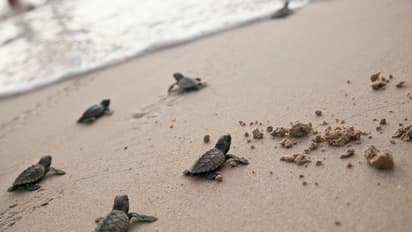 World Turtle Day: 7 turtle species that can make a great pet 