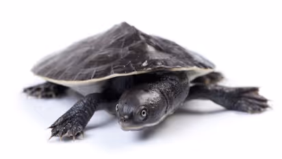 ఈ 6 జంతువులు నీళ్లు తాగకుండా  జీవితాంతం బతికేస్తాయి తెలుసా?