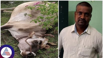 ಹಸುವಿನ ಪೋಸ್ಟ್ ಮಾರ್ಟಂಗೆ ಲಂಚ ಕೇಳಿ ಲೋಕಾಯುಕ್ತ ಬಲೆಗೆ ಬಿದ್ದ ಪಶುವೈದ್ಯ