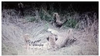 നിർജ്ജലീകരണമെന്ന് സംശയം; കുനോ ഉദ്യാനത്തിൽ ചീറ്റക്കുഞ്ഞ് ചത്തു