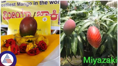 ಕೊಪ್ಪಳದ ಮಿಯಾಜಾಕಿ ಮಾವಿನ ಹಣ್ಣಿಗೆ 2.50 ಲಕ್ಷ ರೂ: ವಿಶ್ವದ ದುಬಾರಿ ಮಾವು