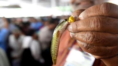 జూన్ 9న నాంపల్లి గ్రౌండ్స్‌లో చేప ప్రసాదం పంపిణీ 