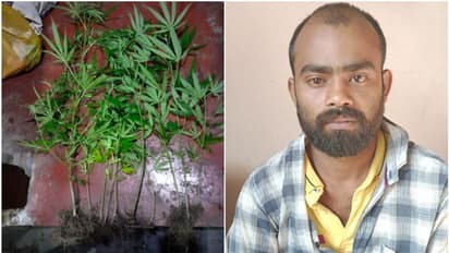 റെയിൽവേ സ്റ്റേഷന് സമീപമുള്ള വീട്; രഹസ്യവിവരവും ദിവസങ്ങൾ നീണ്ട നിരീക്ഷണവും, കഞ്ചാവ് ചെടികൾ വേരോടെ പിഴുതു