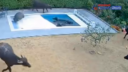 రూ.25లక్షల విలువచేసే స్విమ్మింగ్ పూల్ లో గేదెల జలకాలాటలు..!