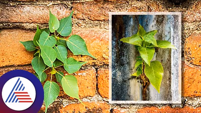 Vastu Tips: ಗೋಡೆ ಮೂಲೆಯಲ್ಲೆಲ್ಲೋ ಅಶ್ವತ್ಥ ಗಿಡ ಬೆಳೀತಿದ್ಯಾ? ಕಿತ್ತಾಕುವ ಮುನ್ನ ಇದನ್ನೋದಿ