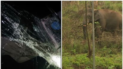 ഇടുക്കിയിൽ കാറിടിച്ച കാട്ടാനയ്ക്കായി തെരച്ചിൽ; അപകടത്തിൽപ്പെട്ടത് ചക്കക്കൊമ്പനെന്ന് നാട്ടുകാർ