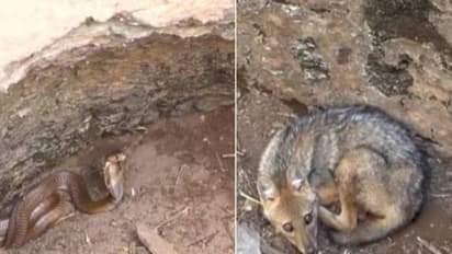 Viral video : 25 അടി താഴ്ചയുള്ള കിണറിൽ ഒരുമിച്ച് അകപ്പെട്ട് മൂർഖനും കുറുനരിയും, പിന്നെ സംഭവിച്ചത്, വീഡിയോ 