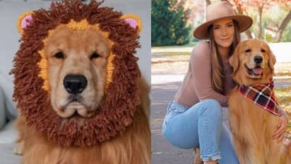 ചില്ലറക്കാരനല്ല, ഈ നായ ഒരു വർഷം സമ്പാദിക്കുന്നത് എട്ട് കോടി!