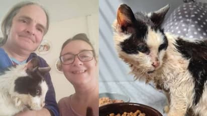 രണ്ട് വർഷമായി കാണാതായ 25 വയസുള്ള പൂച്ചയെ തിരികെ കിട്ടി, ആഹ്ളാദത്തിൽ കുടുംബം