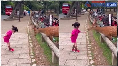 జింక కి ఆహారం తినిపించిన చిన్నారి.. నెటిజన్లు ఫిదా..!