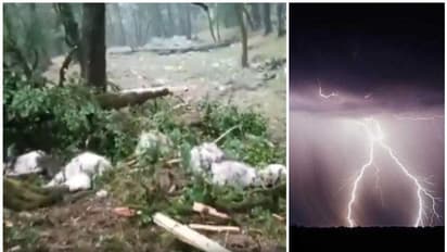 ഇടിമിന്നലേറ്റ് മരത്തിന്‍റെ പുറംതൊലി പൊളിഞ്ഞു; ചുറ്റും മേഞ്ഞിരുന്ന 24 ആടുകൾ ചത്തു, കണ്ണീരോടെ നാട്