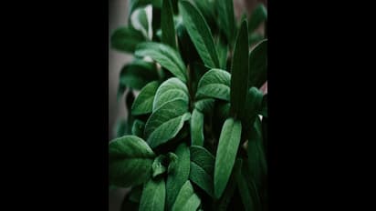 സസ്യങ്ങൾക്ക് സ്പർശനങ്ങളോട് പ്രതികരിക്കാനാകുമെന്ന് പഠനം