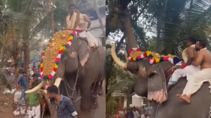 ഉത്സവത്തിനെത്തിയതാണ്, പക്ഷേ ചക്ക കണ്ടപ്പോള് എല്ലാം മറന്നു; രസകരമായ വീഡിയോ