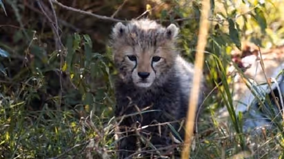ಕುನೋ ಪಾರ್ಕ್‌ನಲ್ಲಿ ಮತ್ತೆರಡು ಚೀತಾ ಮರಿ ಸಾವು, ಎರಡು ತಿಂಗಳಲ್ಲಿ 6 ಚೀತಾ ಸಾವು!