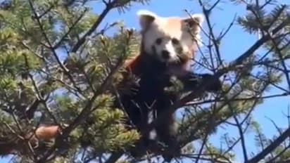 ഇക്കാണുന്ന ആളെ അറിയാമോ?; 'ക്യൂട്ട്' വീഡിയോ വൈറലാകുന്നു