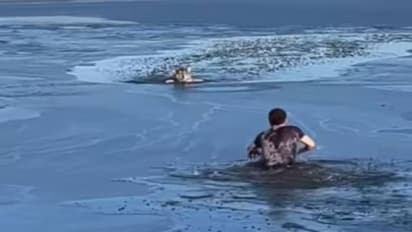 Viral video: തണുത്തുറഞ്ഞ തടാകത്തിലകപ്പെട്ട് നായ, മുന്നും പിന്നും നോക്കാതെ എടുത്തുചാടി രക്ഷിച്ച് യുവാവ്