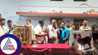 ಹುಲಿಗೆಮ್ಮ ದೇಗುಲ ಹುಂಡಿಗೆ ಸಿದ್ದು ಅಭಿಮಾನಿ ವಿಶೇಷ ಕಾಣಿಕೆ; : 35 ದಿನದಲ್ಲಿ ಒಂದು ಕೋಟಿ ರೂ ಸಂಗ್ರಹ! 