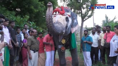 தனக்காக பிறந்த நாள் கொண்டாடியவர்களுக்கு பாசத்துடன் நன்றி தெரிவித்த திருவானைக்காவல் யானை