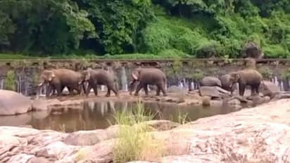 തുമ്പൂർമുഴിയിലും പീച്ചി മയിലാട്ടുംപാറയിലും കാട്ടാനക്കൂട്ടമിറങ്ങി, വൻ നാശനഷ്ടം, ജാഗ്രതാ നിർദ്ദേശം