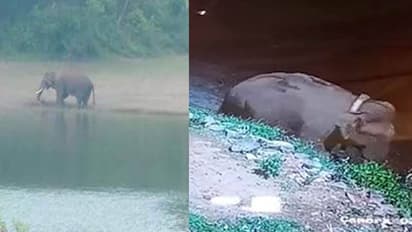 తేని జిల్లాలో భారీ విధ్వంసం.. ఎట్టకేలకు చిక్కిన అరికొంబన్ ఏనుగు..